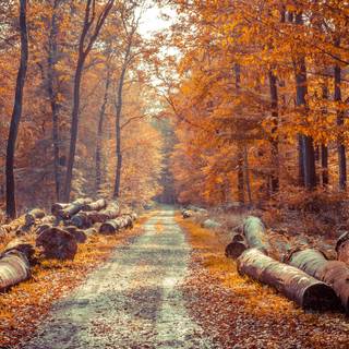 3000x2000 autumn wallpaper