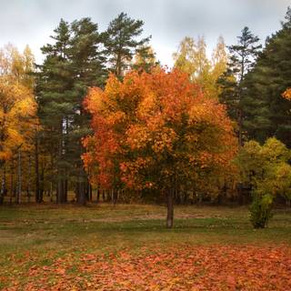 3000x2000 autumn wallpaper