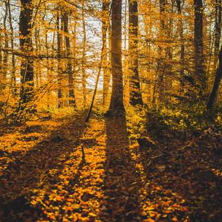 3000x2000 autumn wallpaper