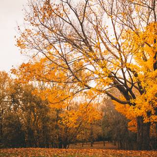 3000x2000 autumn wallpaper