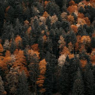 3000x2000 autumn wallpaper