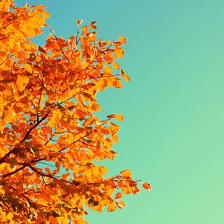 3000x2000 autumn wallpaper