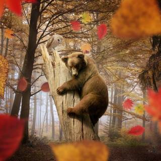 3000x2000 autumn wallpaper