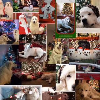 Dog Christmas collage wallpaper