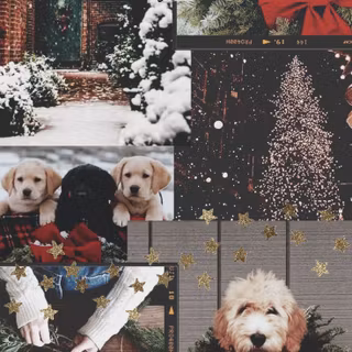 Dog Christmas collage wallpaper
