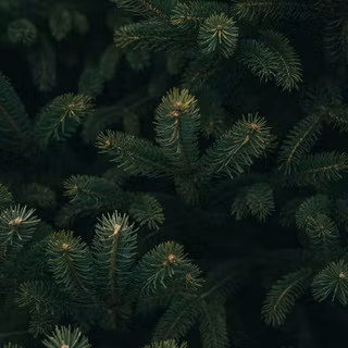 Pine tree Christmas wallpaper