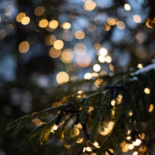 Pine tree Christmas wallpaper