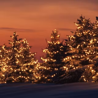 Pine tree Christmas wallpaper