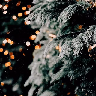 Pine tree Christmas wallpaper