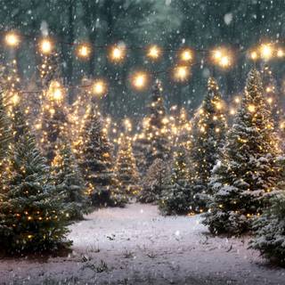 Pine tree Christmas wallpaper