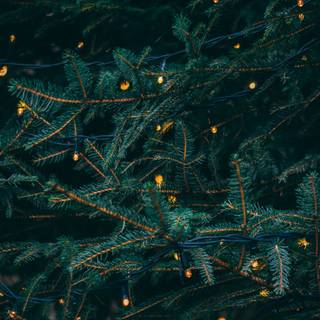 Pine tree Christmas wallpaper