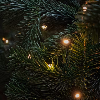 Pine tree Christmas wallpaper