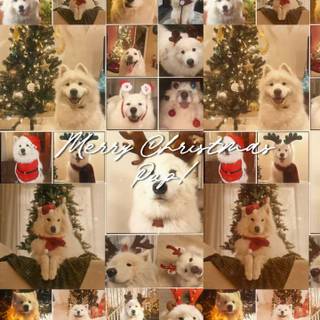 Dog Christmas collage wallpaper