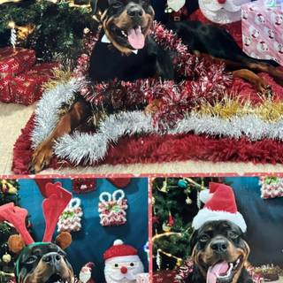 Dog Christmas collage wallpaper