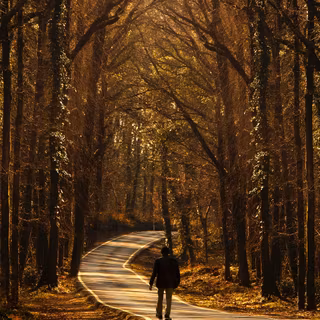 Walking path wallpaper