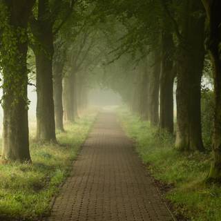 Walking path wallpaper