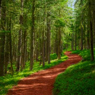 Walking path wallpaper