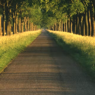 Walking path wallpaper