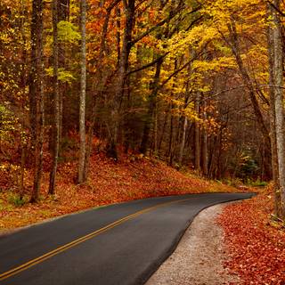 Walking path wallpaper