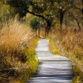 Walking path wallpaper