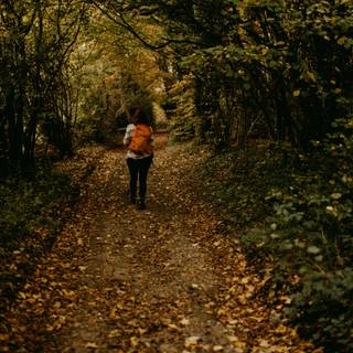 Walking path wallpaper