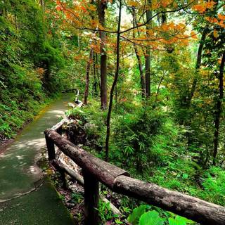 Walking path wallpaper