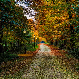 Walking path wallpaper