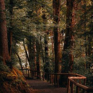 Walking path wallpaper