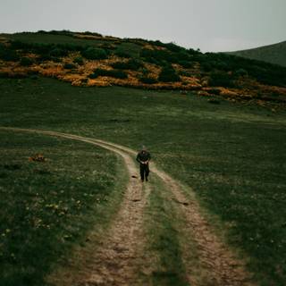 Walking path wallpaper