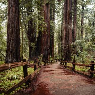 Walking path wallpaper