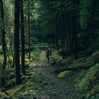 Walking path wallpaper