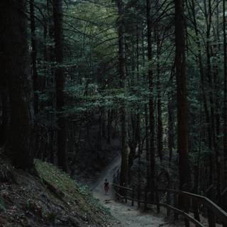 Walking path wallpaper