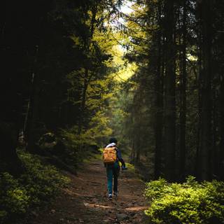 Walking path wallpaper