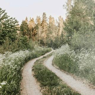 Walking path wallpaper