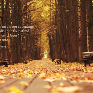 Walking path wallpaper