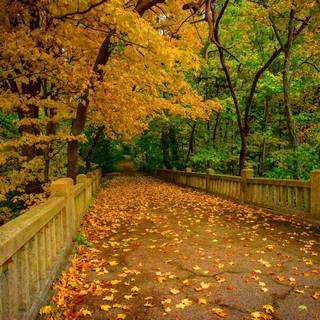 Walking path wallpaper