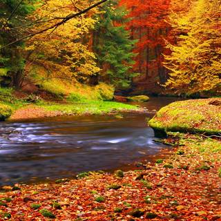 Autumn leaves river wallpaper