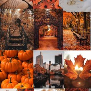 Autumn aesthetic mobile wallpaper