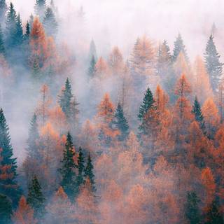 Aesthetic autumn computer wallpaper