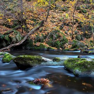 Autumn leaves river wallpaper