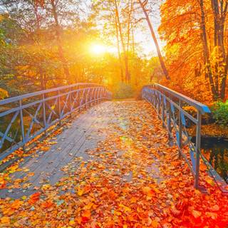 Autumn leaves river wallpaper