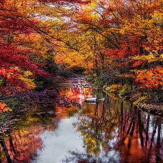 Autumn leaves river wallpaper