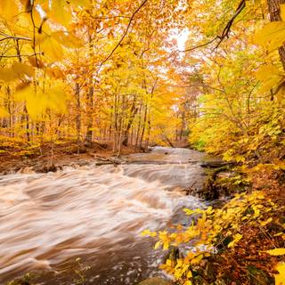 Autumn leaves river wallpaper