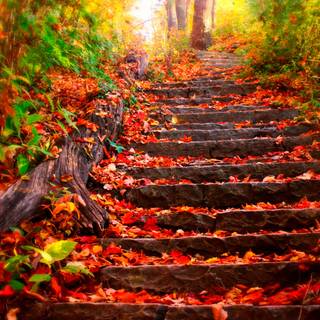 Autumn leaves stairs wallpaper