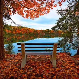 Autumn leaves river wallpaper