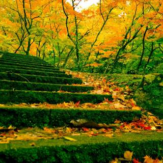 Autumn leaves stairs wallpaper
