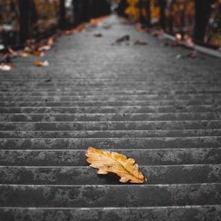 Autumn leaves stairs wallpaper
