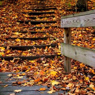 Autumn leaves stairs wallpaper