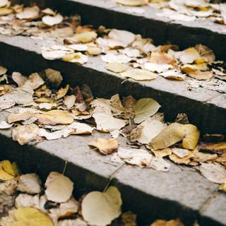 Autumn leaves stairs wallpaper