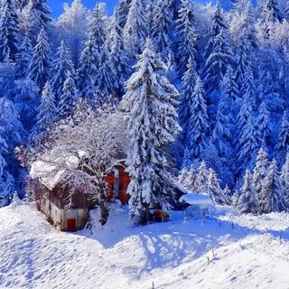 Winter trees laptop wallpaper